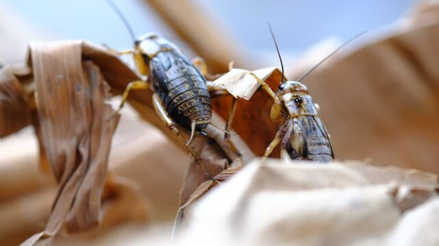 close up of cricket on brown wood and dry leaf