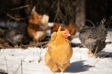 Chicken hen in the snow