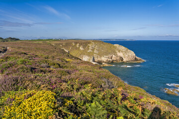 carpet of heather flowers in the region of Cap Fréhel, Brittany, France