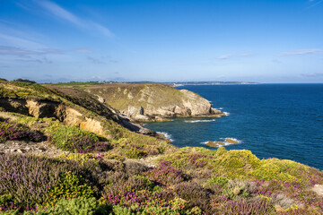 carpet of heather flowers in the region of Cap Fréhel, Brittany, France