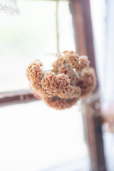 Decorative dried flowers in a window, orange natural decor, plant decorations in a home