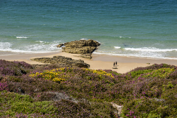 carpet of heather flowers in the region of Cap Fréhel, Brittany, France