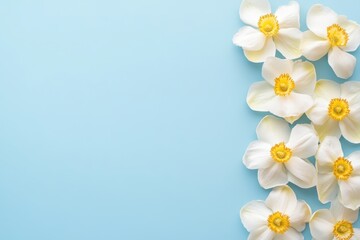 白い花びらと黄色い中心を持つ花が水色の背景に広がる美しいレイアウト