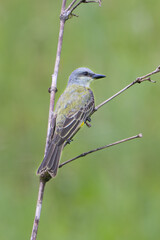 The tropical kingbird, Tyrannus melancholicus, is a large tyrant flycatcher