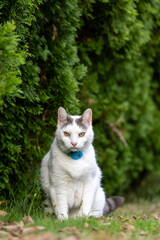 Old white and gray cat, elderly feline, older aging kitty outdoors