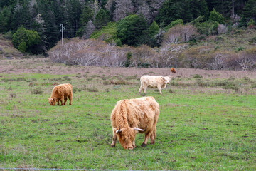 Obraz premium Highland Cow Grazing in Pastoral Landscape