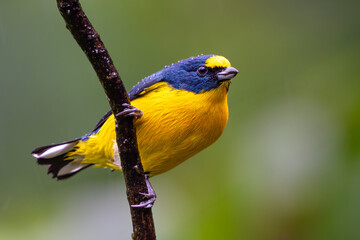 The yellow-throated euphonia, Euphonia hirundinacea