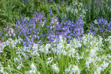 The first spring flowers in the park