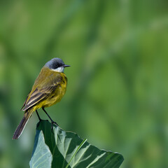 The Western Yellow Wagtail