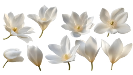elegant collection of soft white flower petals isolated on a transparent background