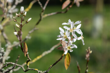 Close up of smooth serviceberry (amelanchier laevis) flowers in bloom