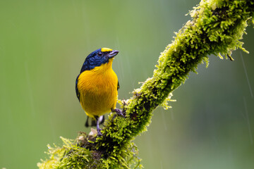 The yellow-throated euphonia, Euphonia hirundinacea