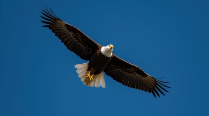 Obraz premium Bald Eagle in Flight with Wings Spread