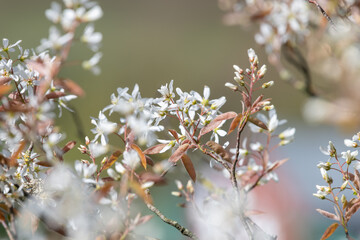 Close up of smooth serviceberry (amelanchier laevis) flowers in bloom