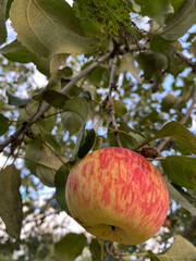 photo apple pink on a branch on an apple tree, view from below close-up summer autumn harvest