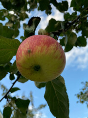 photo apple pink on a branch on an apple tree, view from below close-up summer autumn harvest