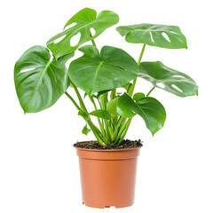 A Healthy Green Monstera Plant with Large Split Leaf Isolated on Transparent Background