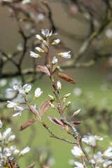 Close up of smooth serviceberry (amelanchier laevis) flowers in bloom