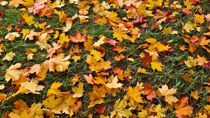 Autumn landscape with golden yellow leaves on trees and fallen to ground