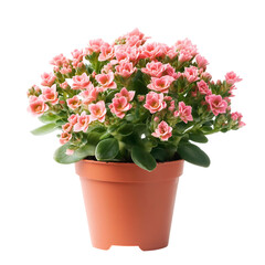 A Vibrant Pink Potted Kalanchoe Plant with Green Leaves Isolated on Transparent Background