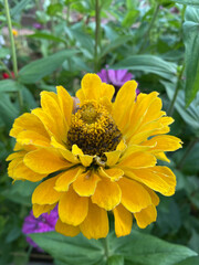 photo of a yellow flower close-up against a background of green leaves and grass. Spring summer autumn garden background postcard seeds packaging