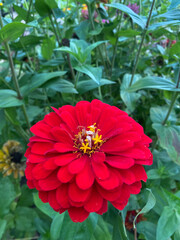 photo of a red flower close-up against a background of green leaves and grass. Spring summer autumn garden background postcard seeds packaging