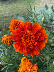 photo of a red flower close-up against a background of green leaves and grass. Spring summer autumn garden background postcard seeds packaging