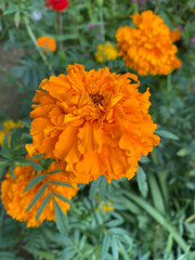 photo of a close-up orange flower against a background of green leaves and grass. Spring summer autumn garden background postcard seeds packaging