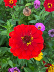 photo of a red flower close-up against a background of green leaves and grass. Spring summer autumn garden background postcard seeds packaging