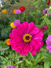 photo fexia pink bright flower close-up against a background of green leaves and grass. Spring summer autumn garden background postcard seeds packaging