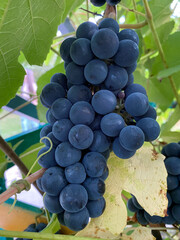 bunch of grapes on a branch garden harvest autumn summer close-up