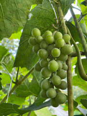 bunch of grapes on a branch garden harvest autumn summer close-up