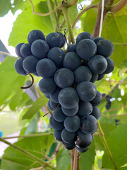 bunch of grapes on a branch garden harvest autumn summer close-up