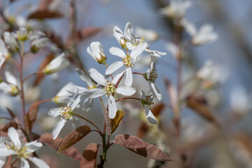 Close up of smooth serviceberry (amelanchier laevis) flowers in bloom
