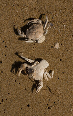 Liocarcinus depurator (Portunus plicatus), sometimes called the harbour crab, or sandy swimming crab. The fauna of the Black Sea. Dead animals.