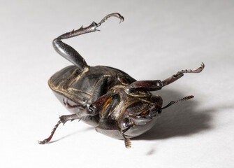 Lucanus cervus is the best-known species of stag beetle (family Lucanidae) in Western Europe. Imago, a female insect on, a white background.