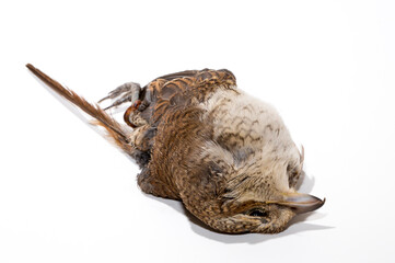 Dead bird. Road wars - death of a  Shrike. Death from the car. The red-backed shrike (Lanius collurio) is a carnivorous passerine bird and member of the shrike Laniidae. Juvenile bird - female.