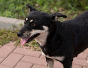 The hungry life of a stray dog. A black aggressive male that poses a danger to passersby.