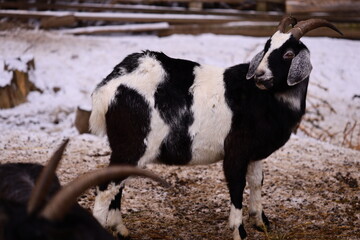 Two goats, one black and white the other brown and white, standing side by side.