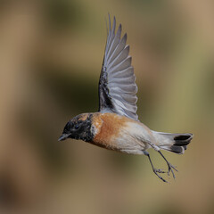 The European Stonechat 