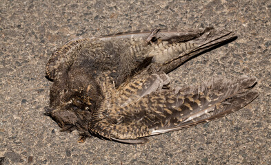 The common cuckoo, European, Eurasian (Cuculus canorus) is a member of the cuckoo order of birds, Cuculiformes. Juvenile bird - female. Dead bird. Death from the car.