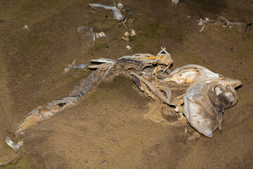 Environmental disaster. Dead fish. The shoreline of the lake. Death of animals.