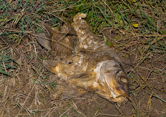 Environmental disaster. Dead fish. The shoreline of the lake. Death of animals.