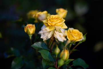 Beautiful yellow roses are in full bloom in a garden, showcasing petals glistening with droplets from early evening dew.