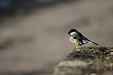 great tit