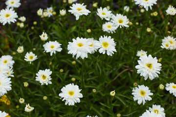 Fototapeta premium Numerous white daisies flourish in a vibrant garden, showcasing their delicate petals and cheerful yellow centers under clear blue skies.