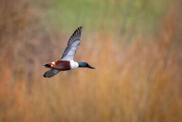 Close up of a colourful male shoveler duck flying against a golden brown blurred background at Langford lakes, Wiltshire, UK on 24 February 2025