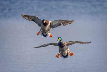 Pair of Male Mallard ducks coming into land on the lake at Langford Lake in Wiltshire on 24...