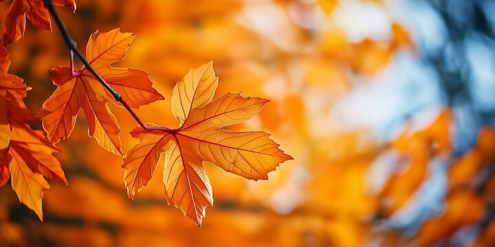 Beautiful orange autumn leaves reflect seasonal changes, portraying nature’s stunning color palette.