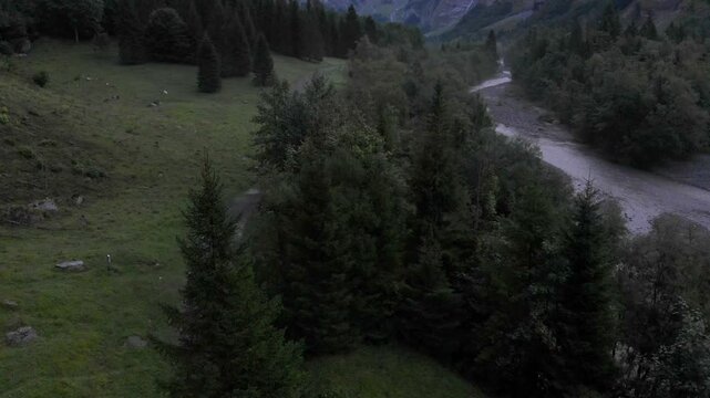 Le Giffre River in Sixt Fer A Cheval Nature Park, Summer Morning Walk in Nature park, french alps, France, 4k drone video